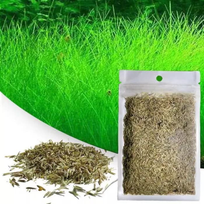 Hair Grass Bibit Tanaman Aquascape 12 Gr Benih Hairgrass Mini