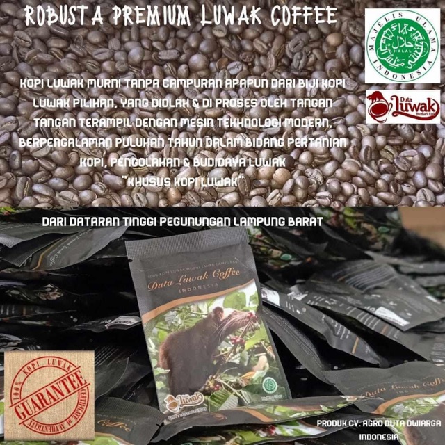 

kopi luwak robusta