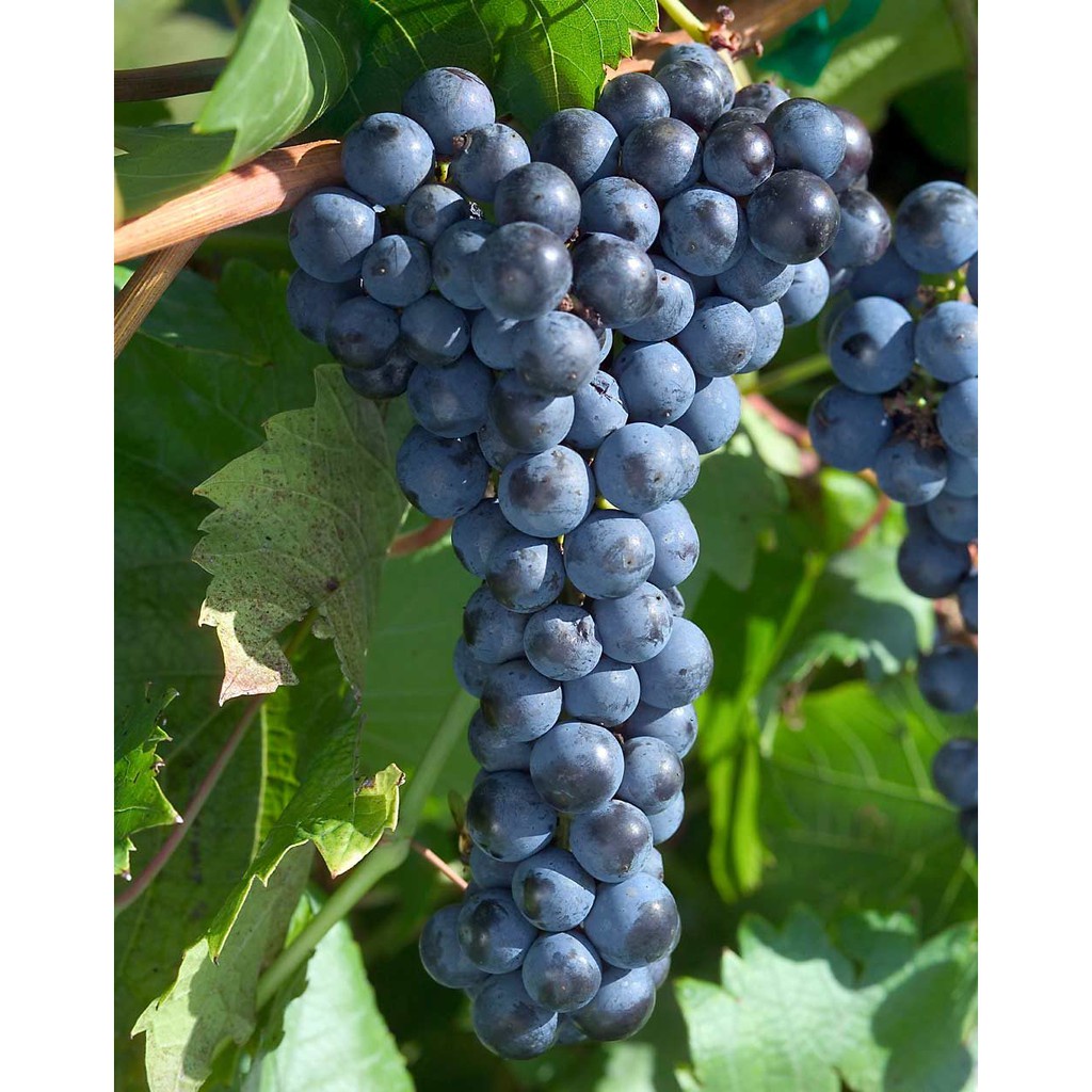 2 Benih Bibit Anggur Hitam Wine Grape Buah Buahan Import Vitis Vinivera Tanaman Unggul Berkualitas Super