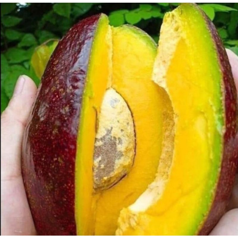 Bibit Alpukat Red Vietnam/Alpukat Merah Vietnam Sambung Asli