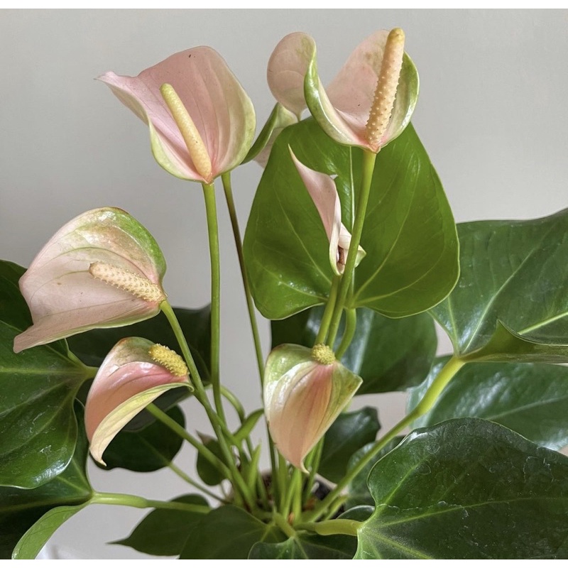 Tanaman hidup anthurium mickeymouse jolly-tanaman hias hidup-bunga hidup-tanaman bunga hidup-bunga h