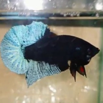 cupang avatar blue black light (BBL) Line avatar 1 pair