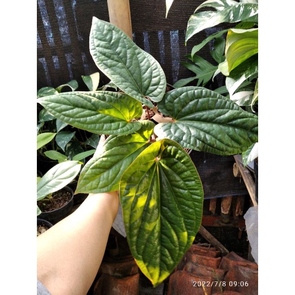 anthurium radicans (anthurium sirih)