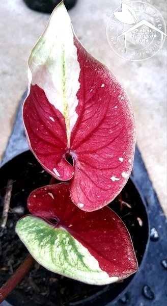 Bibit Bonggol Keladi Baret Thailand