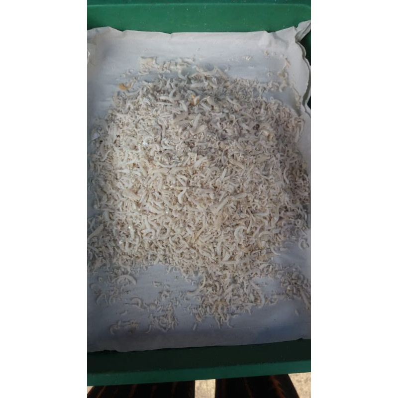 

Ikan teri Medan
