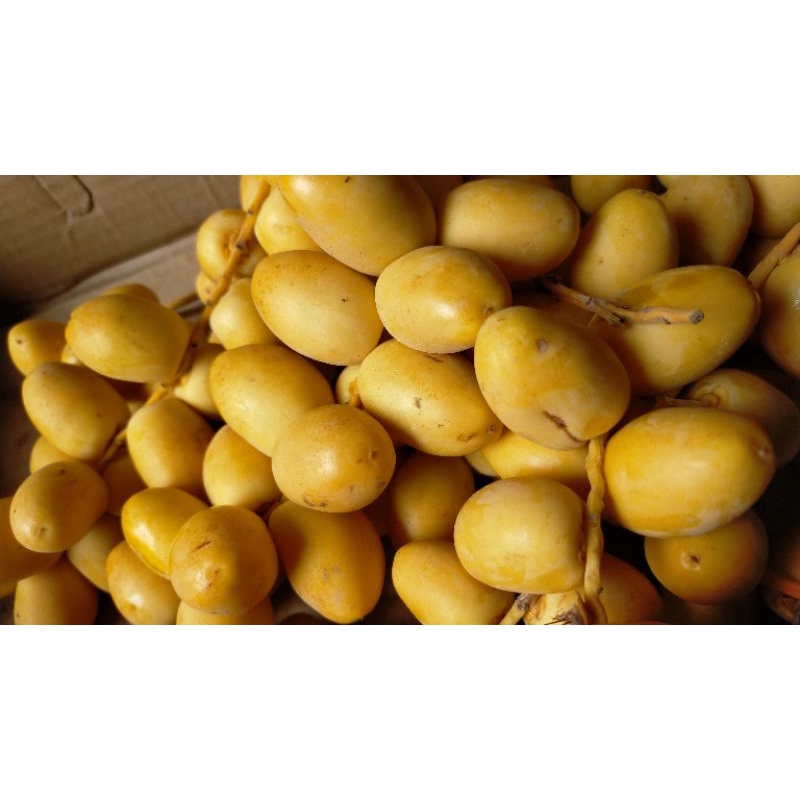 

kurma muda promil