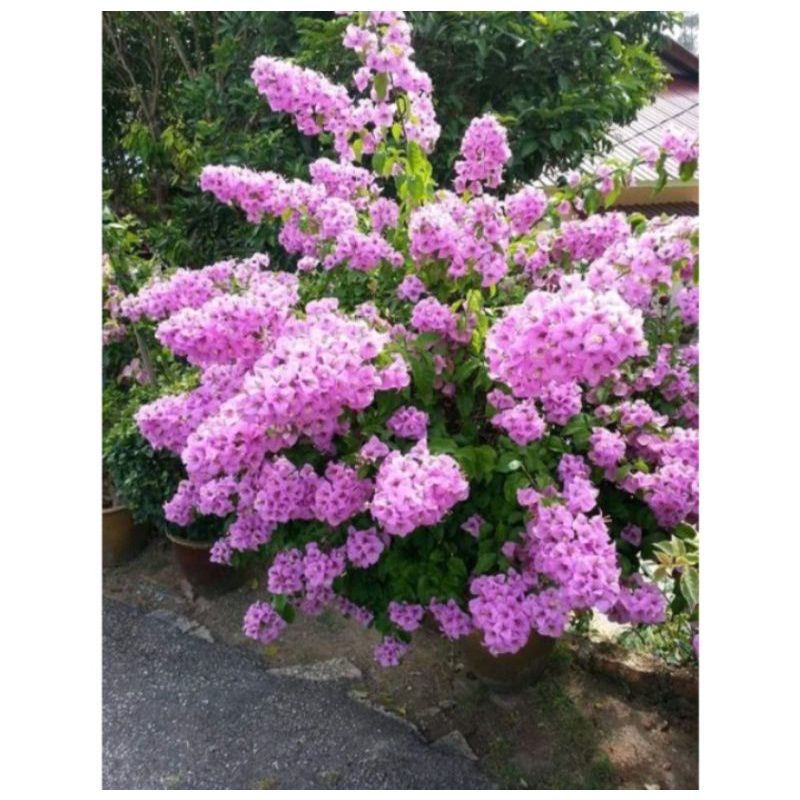 Tanaman Hias Bugenvil-Bunga Kertas Bugenvil Ekor Musang Purple