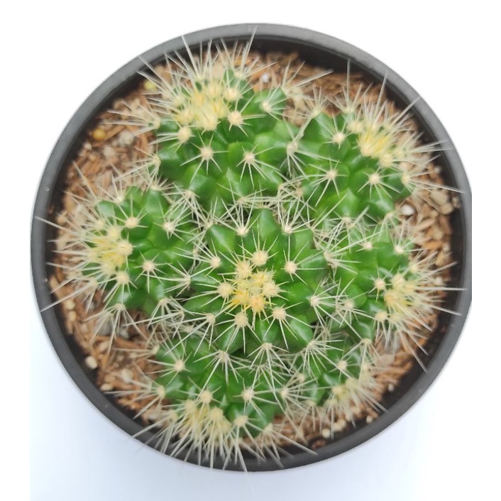 golden cluster pot 12cm