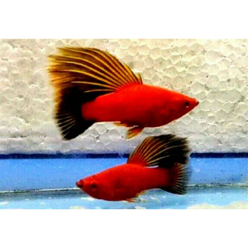 paket hemat ikan hias platis cendrawasih 10 ekor