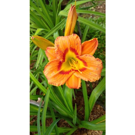 Bunga Lily Merah segar