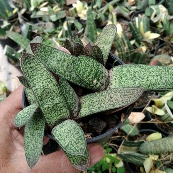kaktus sukulen// gasteria batesiana rimbun(pisah2)