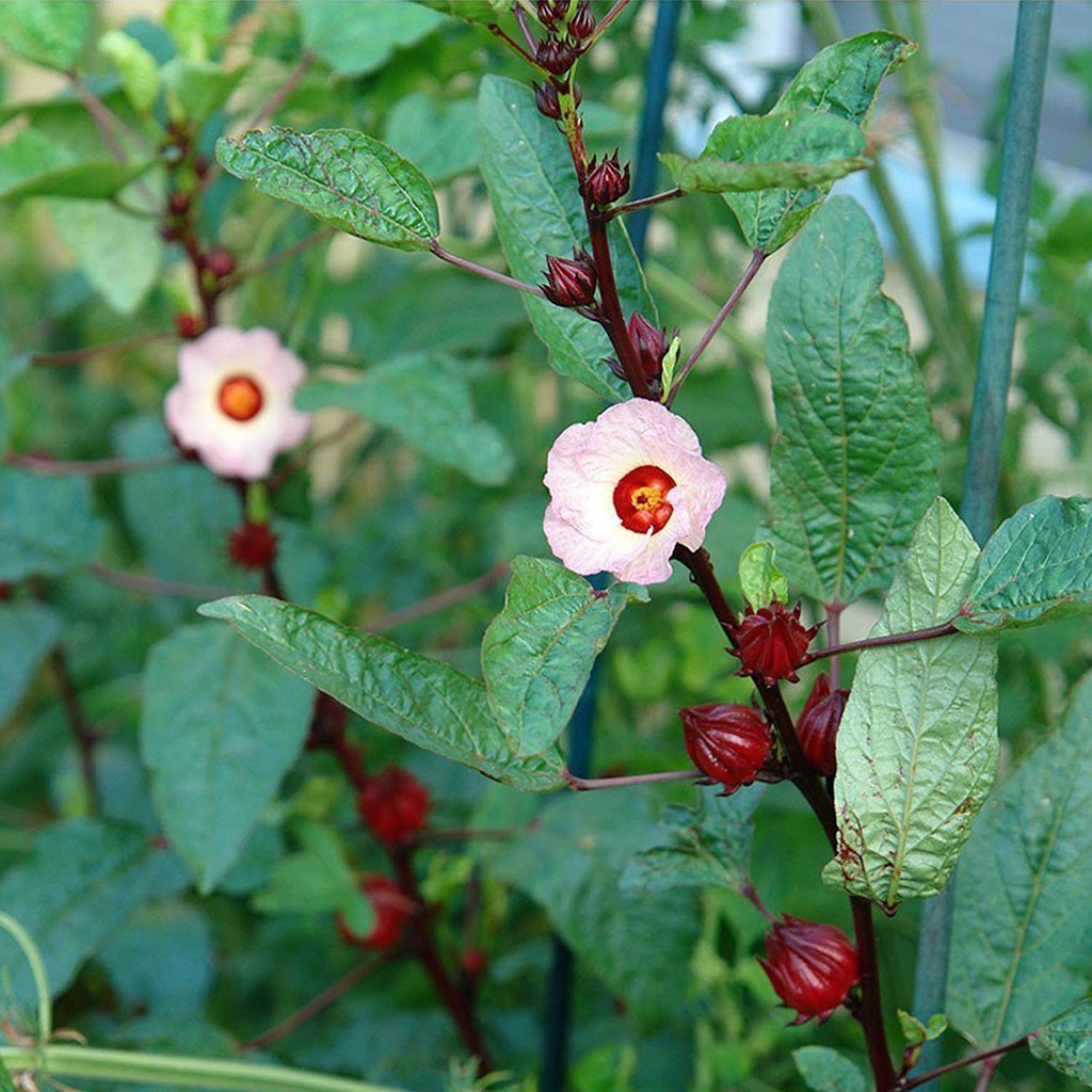20 Bibit Bunga Rosella Merah Benih Biji Red Rosela Tanaman Herbal Unggul Kualitas Premium-3