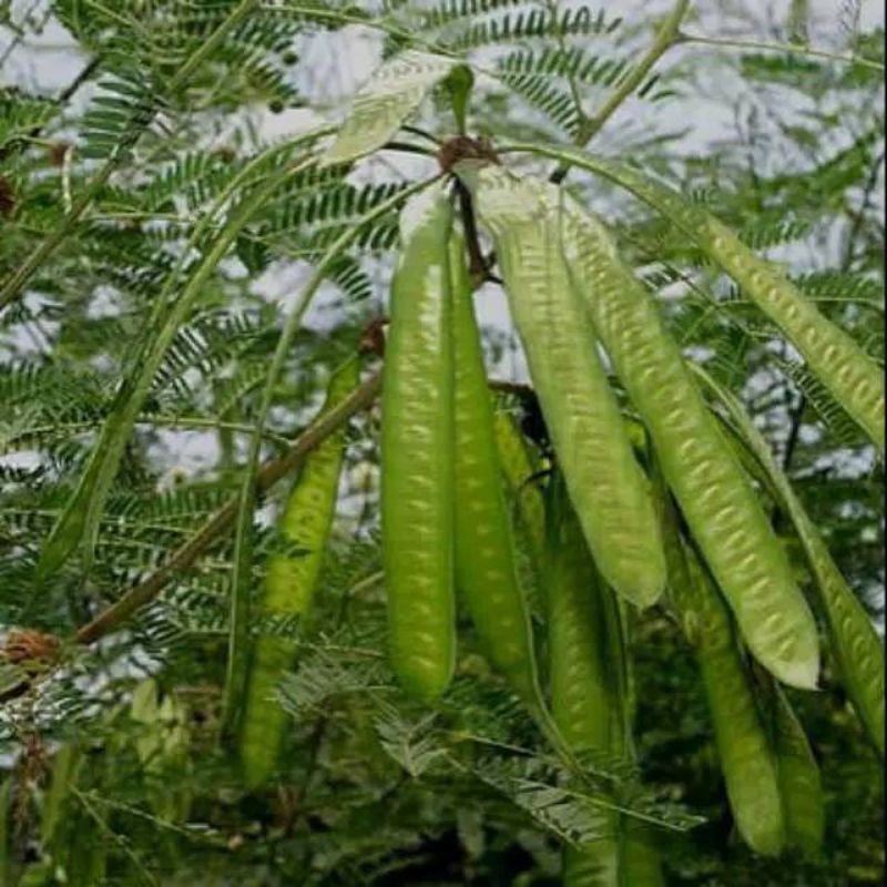 

petai padi petai cina lamtoro segar