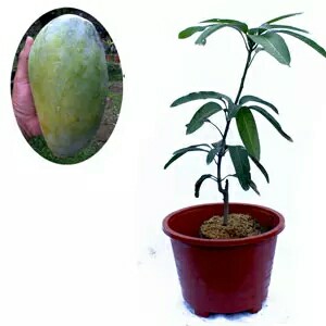 

2bibit Mangga gadung BISA COD)