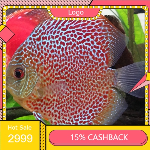 Discus Leopard Snake Skin mulai ukuran 1 cm ( Hiasan Aquarium ) ( Ikan )