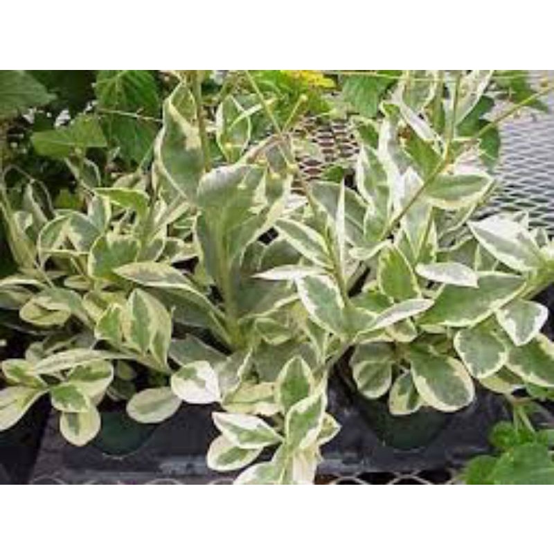 Tanaman Talinum Paniculatum Patens variegata