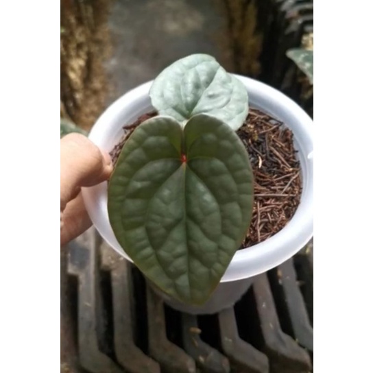 anthurium luxurians tanaman