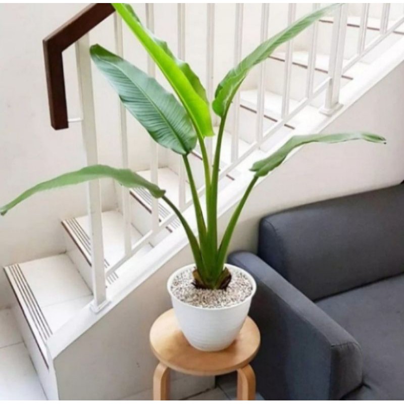 Pohon Pisang Kipas Tanaman Hias Indoor Pisang Kipas