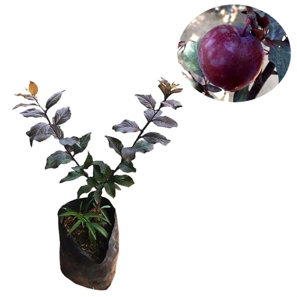 Bibit Buah Tanaman Buah Plum Ungu *_*
