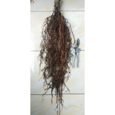 Barerrot Rootstock Anggur Poulsen Murah