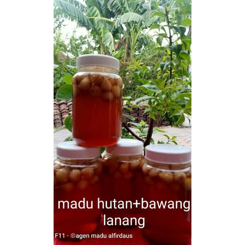 

Madu Bawang Lanang