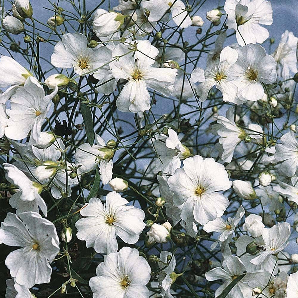 Benih Bibit Biji - Bunga Baby's Breath Gypsophila Elegans Covent Garden Flower Seeds - IMPORT