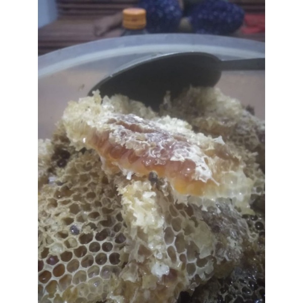 

MADU LEBAH HUTAN
