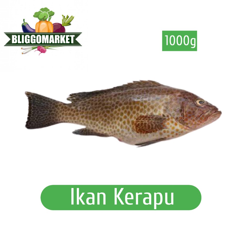 

Ikan Kerapu Isi 2pcs