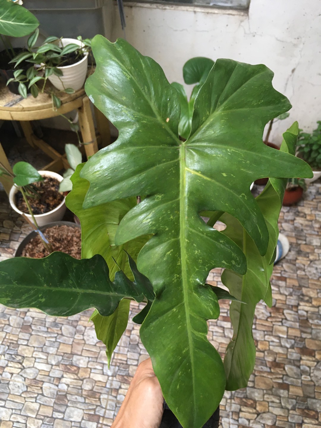 Tanaman Hias Philodendron Golden Dragon