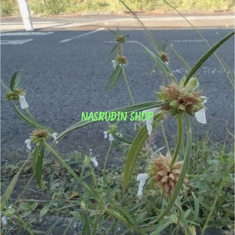 

[Fresh] BIBIT BUNGA PACI PACI 50 TANGKAI BIBIT DAUN PACI PACI BIBIT BUNGA DAUN LENG LENGAN MERDINAH