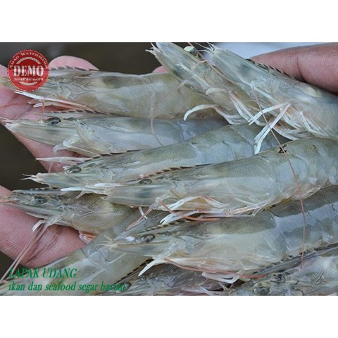 

Udang Segar Vaname / Size 60-70 Ekor