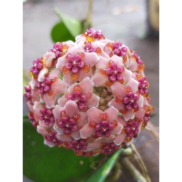 tanaman Hoya diversifolia