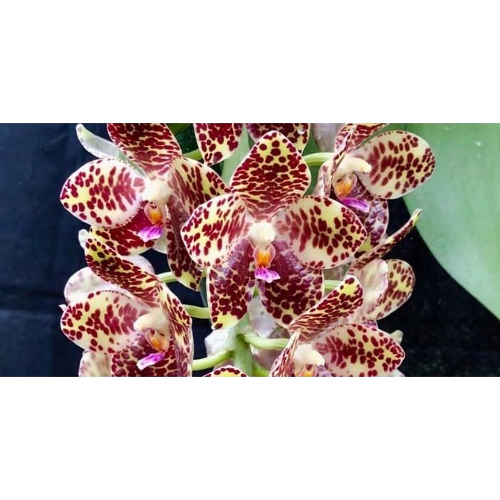 Seedling Anggrek Phalaenopsis Gigantea Selfing