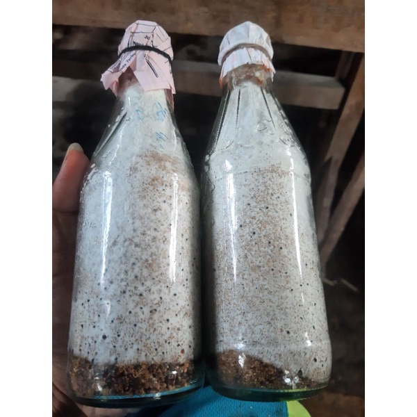 bibit f2 jamur tiram putih / tiram coklat