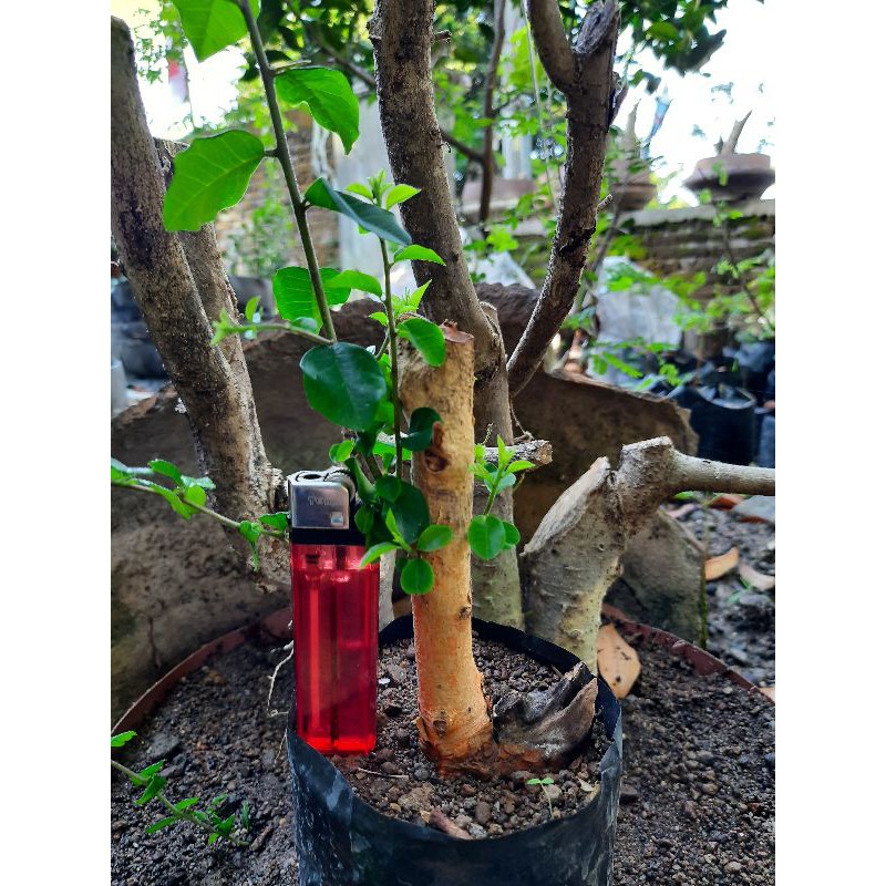 bahan bonsai sisir mame