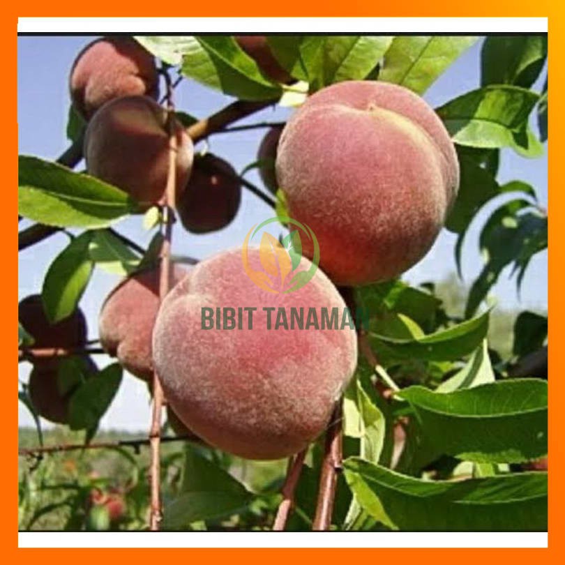 BIBIT BUAH PERSIK CEPAT BERBUAH