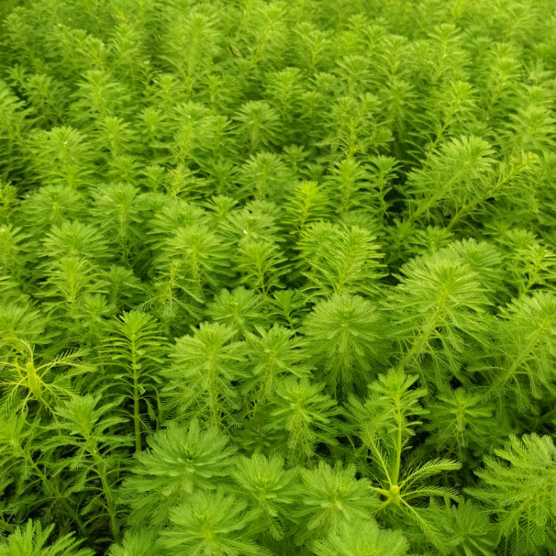 

Myriophyllum melati air paket 50 batang