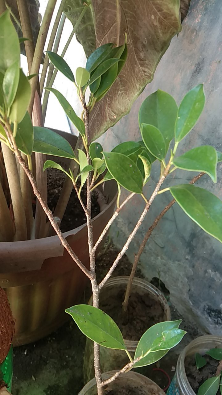 Bibit Bonsai Ficus Kimeng 30-45cm