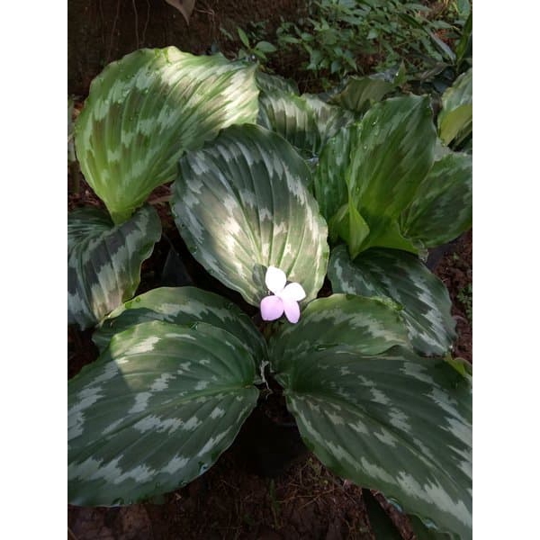 Jual Bunga Calathea Jual Bunga Calathea