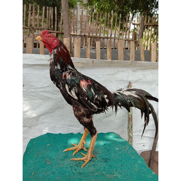 

Telur Ayam Bangkok juara