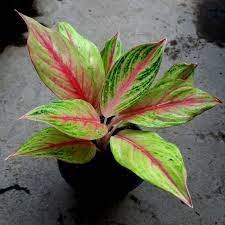 tanaman hias aglaonema golden baby / sweet