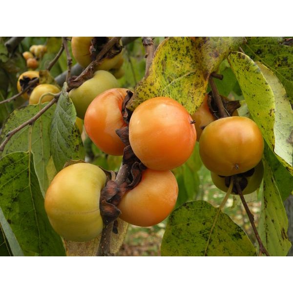 Bibit  Kesemek/Persimmon