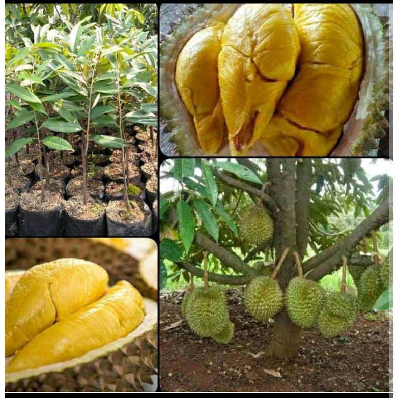bibit durian musang king