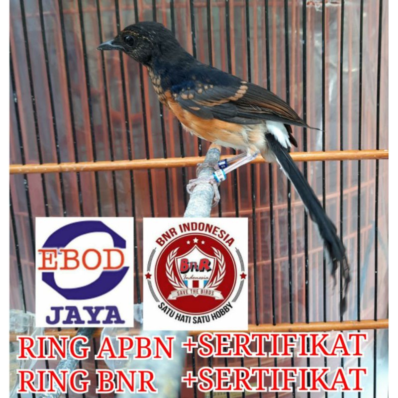 ISTIMEWA MURAI RING APBN DAN RING BNR RESMI