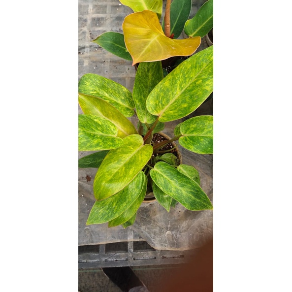 TANAMAN HIAS PHILODENDRON PAINTED LADY TANAMAN PHILO MURAH TANAMAN PHILODENDRON MURAH