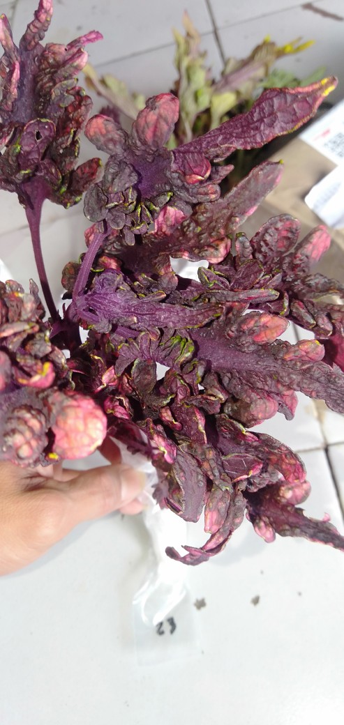 No 20 Tanaman Hias Miana/coleus/iler/jawer Kotok