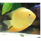 Ikan Hias golden severum