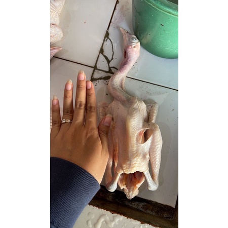 

ayam kampung kecil/ ayam tim