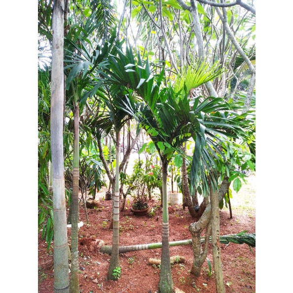 Pohon Palem putri tinggi 2,5meter