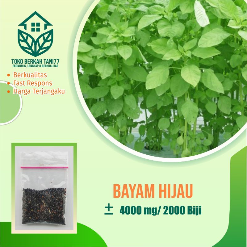 BENIH SAYURAN UNGGUL TERLENGKAP TERJANGKAU BIBIT KUBIS TOMAT SAWI TERONG CABE BUNCIS BAYAM KANGKUNG-Bayam hijau